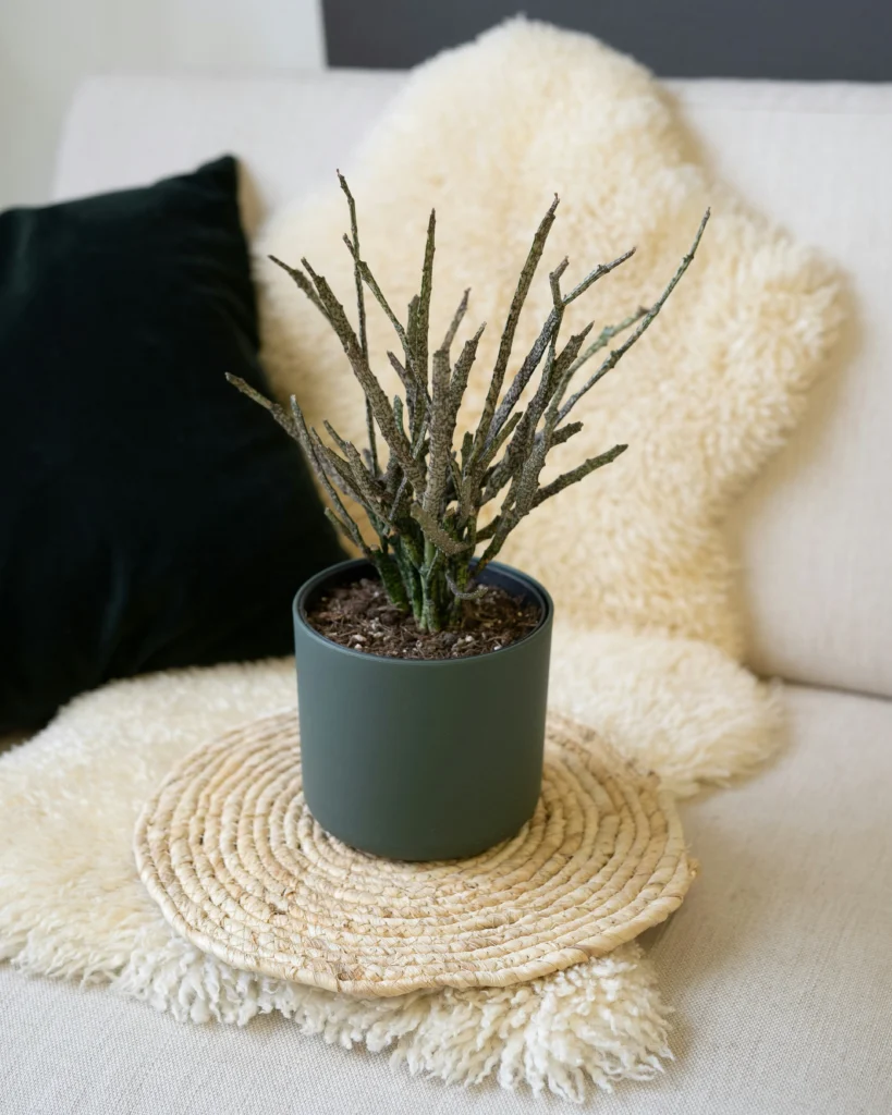 Cozy Home Decor Dreamy Designs That Inspire Relaxation