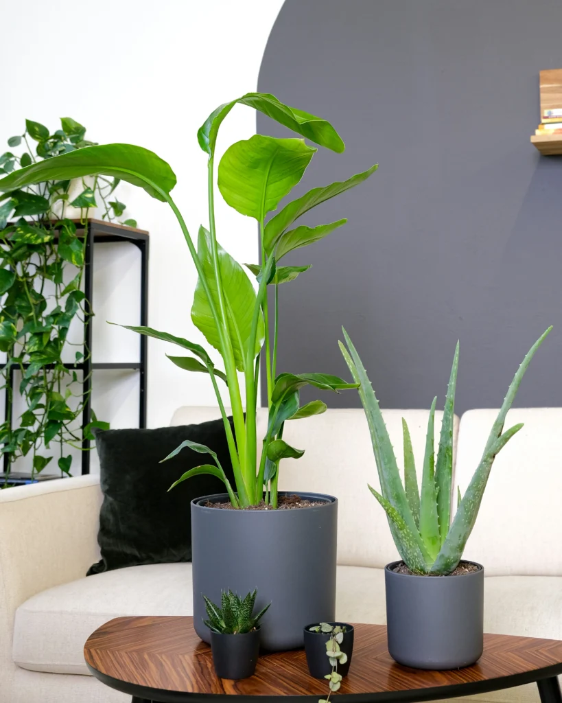 Home Mood Chic Decorating Ideas for a Relaxed Lifestyle
