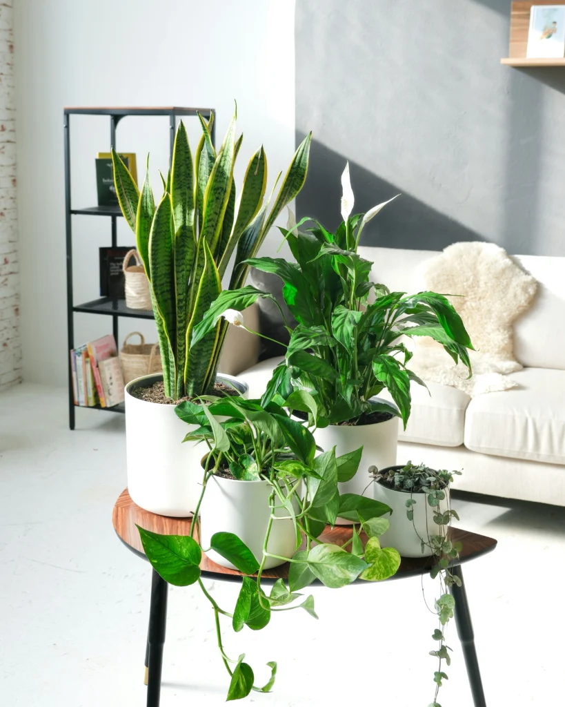 Chic Vibes 10 Home Decor Trends That Feel Timeless